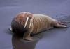 abaldwalrus Avatar