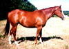 releasethehorse Avatar