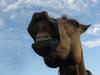donkeybonerz Avatar