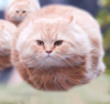 NUNOOB Avatar
