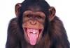sntkilla Avatar