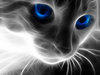 dancingkitteh Avatar