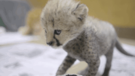 baby cheetah. .. He's gonna grow up to kill a lot of