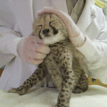 baby cheetah. .. He's gonna grow up to kill a lot of