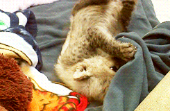 baby cheetah. .. He's gonna grow up to kill a lot of