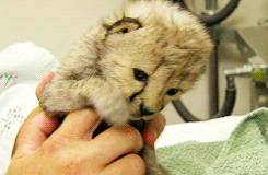 baby cheetah. .. He's gonna grow up to kill a lot of