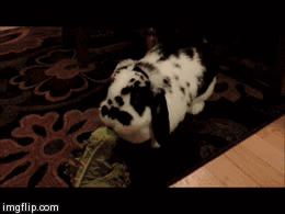 Bean's animals Comp. I've been seeing content with bunny gifs a lot lately, so here's some gifs of my rabbit sorry for having to look through the wires on this 