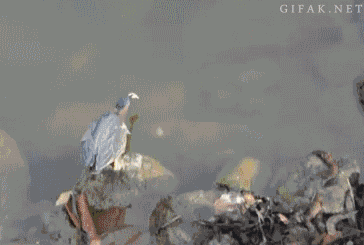 Bird+uses+bread+as+bait_dddff6_5417098.gif
