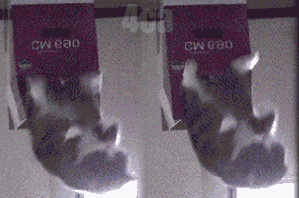 Boobs. .. Looking through content for a couple hours now, waiting for game to download, and this is the first entertaining thing...