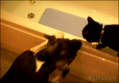 Boop_ced2c2_5412414.gif