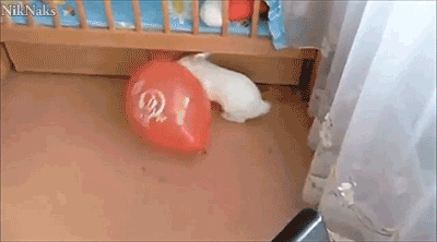Bunnies_594178_5477889.gif