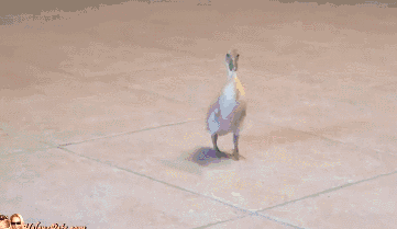 Jaws. Leaked footage of the new Jaws film.. this is why the terrorists hate us