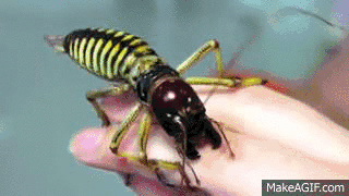 nope.jpeg. .. What the flying is the 1st one..