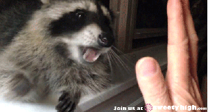 Raccoonwithfruit fruit comp 3-Mango. By request, this comp will be about the mango. The mango is a juicy stone fruit belonging to the genus Mangifera, consistin