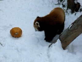 Red Pandas and a few facts. Red Pandas are mainly solitary creatures as adults, they only really interact during mating season and will often have multiple sexu