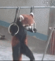 Red Pandas and a few facts. Red Pandas are mainly solitary creatures as adults, they only really interact during mating season and will often have multiple sexu