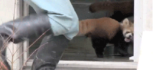 Red Pandas and a few facts. Red Pandas are mainly solitary creatures as adults, they only really interact during mating season and will often have multiple sexu