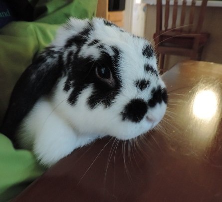 Bean's animals Comp. I've been seeing content with bunny gifs a lot lately, so here's some gifs of my rabbit sorry for having to look through the wires on this 