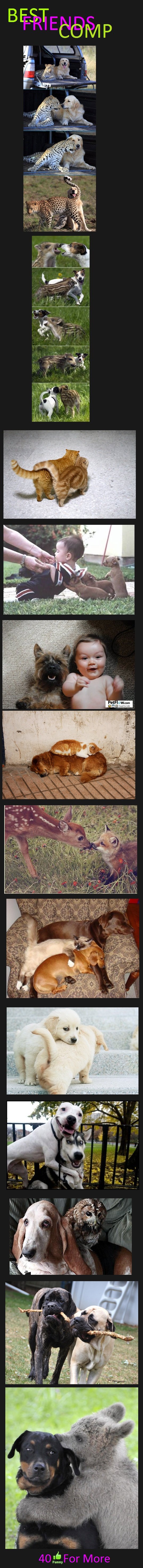 Best Friends! Best Friends!. Best friends part 2 and 3! /funny_pictures/2593752/Best+Friends+2/ /funny_pictures/2595143/Best+Friends+3/. BEST. Finally, they understand our love.
