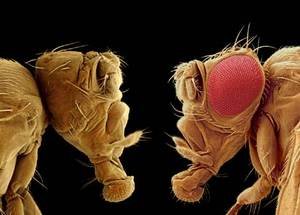 Biology Facts #1 (Fruit Fly). I guess you all know this situation: It's summer time, you want to go and enjoy some fresh fruits, you pick up an apple or an oran