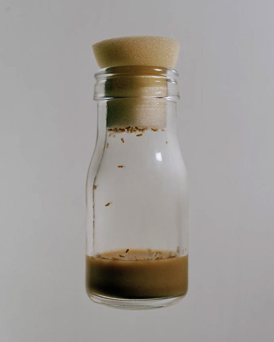 Biology Facts #1 (Fruit Fly). I guess you all know this situation: It's summer time, you want to go and enjoy some fresh fruits, you pick up an apple or an oran