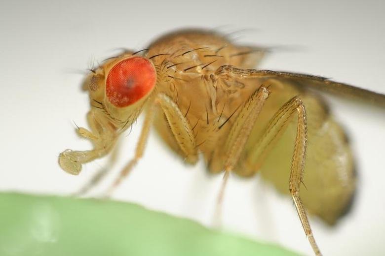 Biology Facts #1 (Fruit Fly). I guess you all know this situation: It's summer time, you want to go and enjoy some fresh fruits, you pick up an apple or an oran
