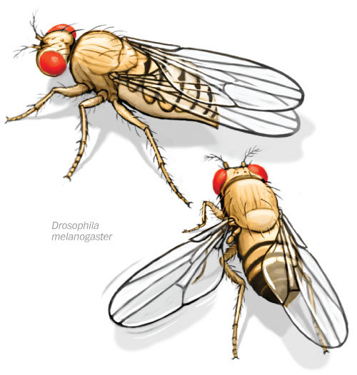 Biology Facts #1 (Fruit Fly). I guess you all know this situation: It's summer time, you want to go and enjoy some fresh fruits, you pick up an apple or an oran