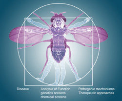 Biology Facts #1 (Fruit Fly). I guess you all know this situation: It's summer time, you want to go and enjoy some fresh fruits, you pick up an apple or an oran
