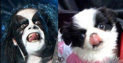 What's making you laugh?? - Page 24 Black+metal+puppy+how+do+i+pictures_ede391_3979858