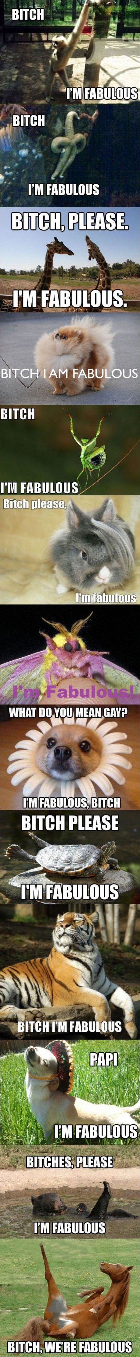 Fabulous comp Fabulous comp. Found on the internet, haven't seen it here, but search tool doesn't help much. Source: themetapicture.com/fabulous-animals/ Also, look at tags..