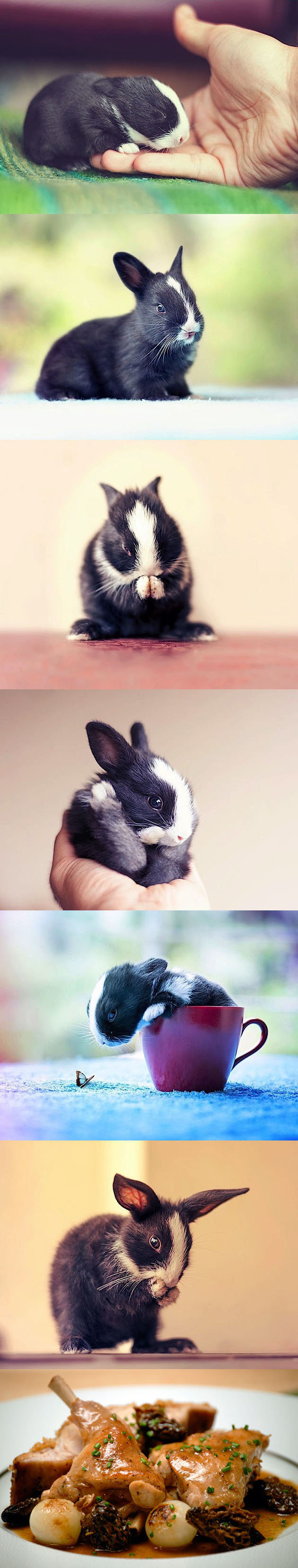 First month of a long eared cat. Source: .