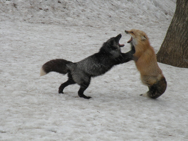 Fox Village. I decided to visit the Zao Fox Village while I was here in Japan. My friend who lives in Sendai was nice enough to take me along with her family. H