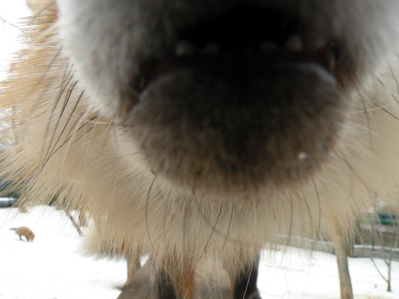Fox Village. I decided to visit the Zao Fox Village while I was here in Japan. My friend who lives in Sendai was nice enough to take me along with her family. H