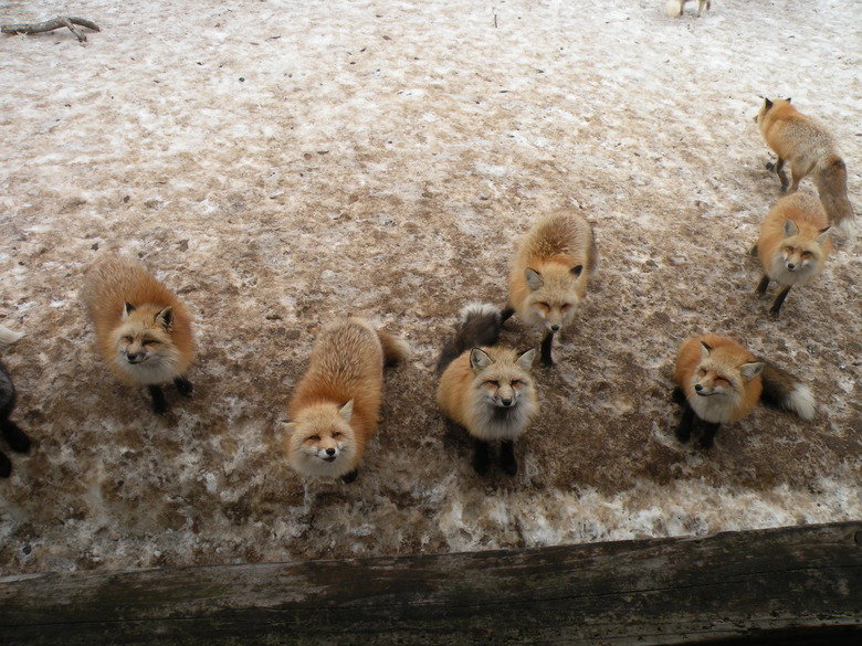 Fox Village. I decided to visit the Zao Fox Village while I was here in Japan. My friend who lives in Sendai was nice enough to take me along with her family. H