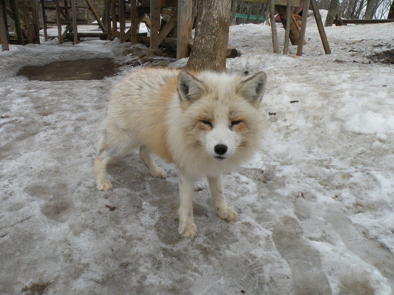 Fox Village. I decided to visit the Zao Fox Village while I was here in Japan. My friend who lives in Sendai was nice enough to take me along with her family. H