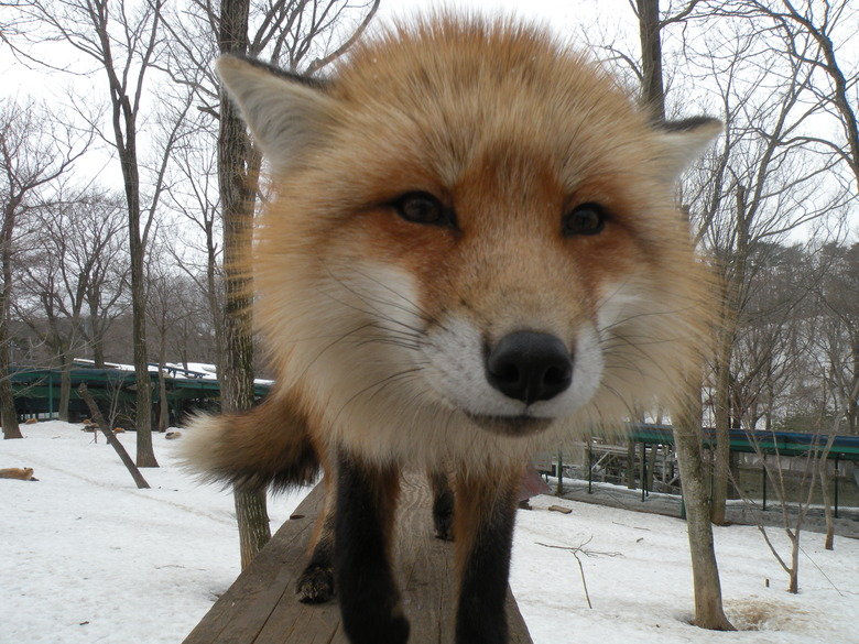 Fox Village. I decided to visit the Zao Fox Village while I was here in Japan. My friend who lives in Sendai was nice enough to take me along with her family. H