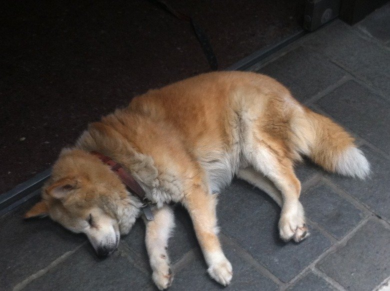 Japan Comp :D. Hello Funnyjunk, I'm new here I recently went on a holiday back to Japan. I would like to share the pictures I took as well as some history and c