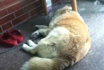 Japan Comp :D. Hello Funnyjunk, I'm new here I recently went on a holiday back to Japan. I would like to share the pictures I took as well as some history and c