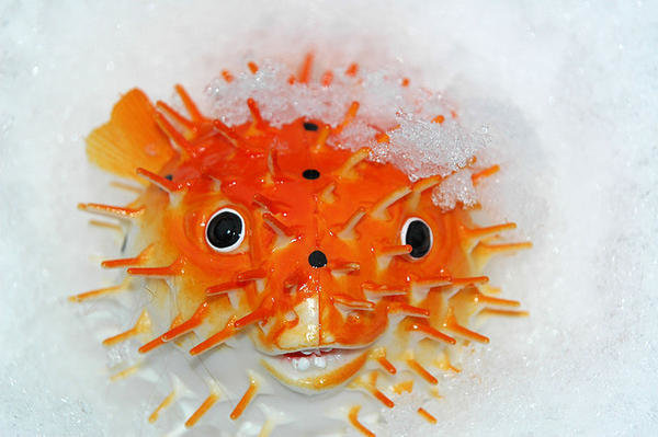 Japanese Food: Fugu. Fugu is a fish (pufferfish) that has been consumed in Japan since antiquity. Fugu is best known for its poisonous potential. Pufferfish con