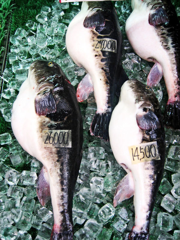 Japanese Food: Fugu. Fugu is a fish (pufferfish) that has been consumed in Japan since antiquity. Fugu is best known for its poisonous potential. Pufferfish con