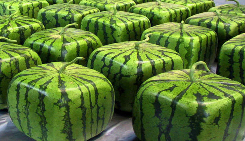 Japanese Facts Compilation Part 4. A melon can sell for up ¥50,000 in Japan, that's $417, £279 hail Britannia or €384, A MELON, the Japanese are the true N-word