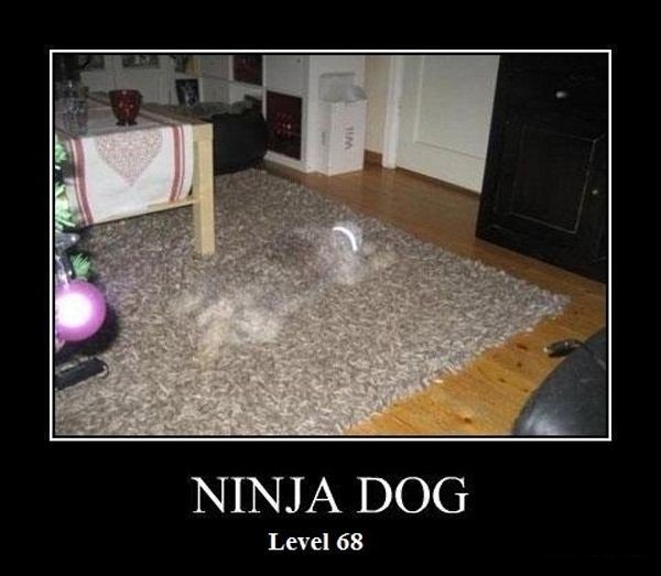 Ninja+dog_0ef820_3428359.jpg
