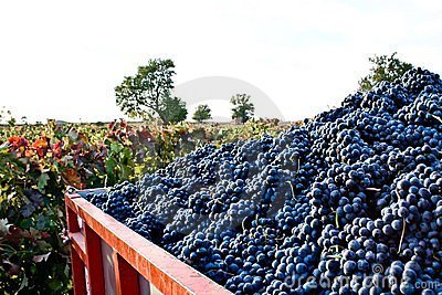 Raccoonwithfruit's comp of fruit - Grape. Did you know that the United States imports 25% of its grapes from Chile? Grapes help minimize the risk of heart attac