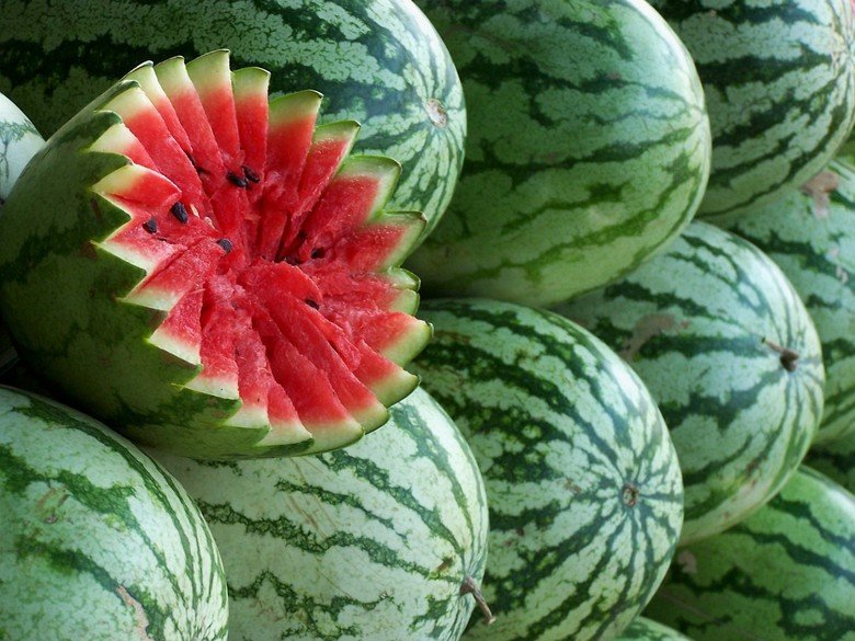 Raccoonwithfruit fruit comp 2-Watermelon. Interestingly, watermelons are not actually fruits, they are a vegetable, comparable to cucumbers, or pumpkins. At lea