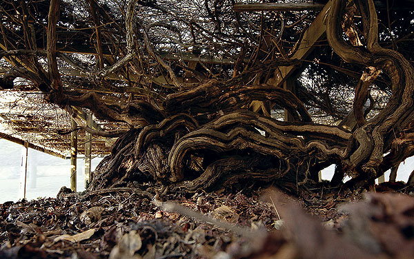 Raccoonwithfruit's comp of fruit - Grape. Did you know that the United States imports 25% of its grapes from Chile? Grapes help minimize the risk of heart attac