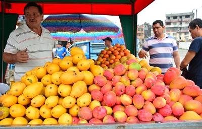 Raccoonwithfruit fruit comp 3-Mango. By request, this comp will be about the mango. The mango is a juicy stone fruit belonging to the genus Mangifera, consistin