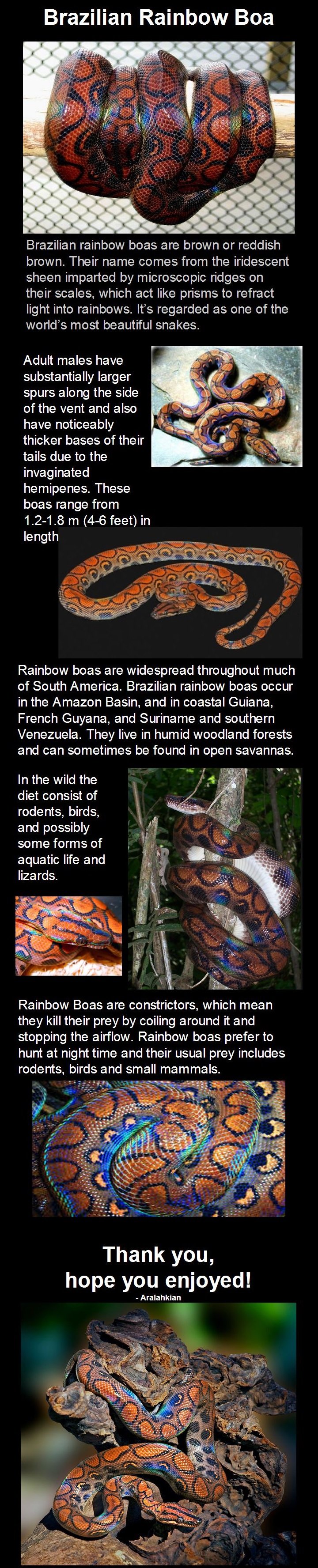 Rainbow Boa Rainbow Boa. Black mamba: /Black+Mamba/funny-pictures/5048883/ Spiny bush viper: /Spiny+Bush+Viper/funny-pictures/5052494/ King cobra: /King+Cobra+corrected/fun