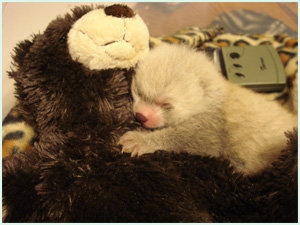 Red Panda Comp #?. [center] Hello again! The Red Pandas typically grow a bit larger than the size of a house cat, so they aren't very big animals. As you can se