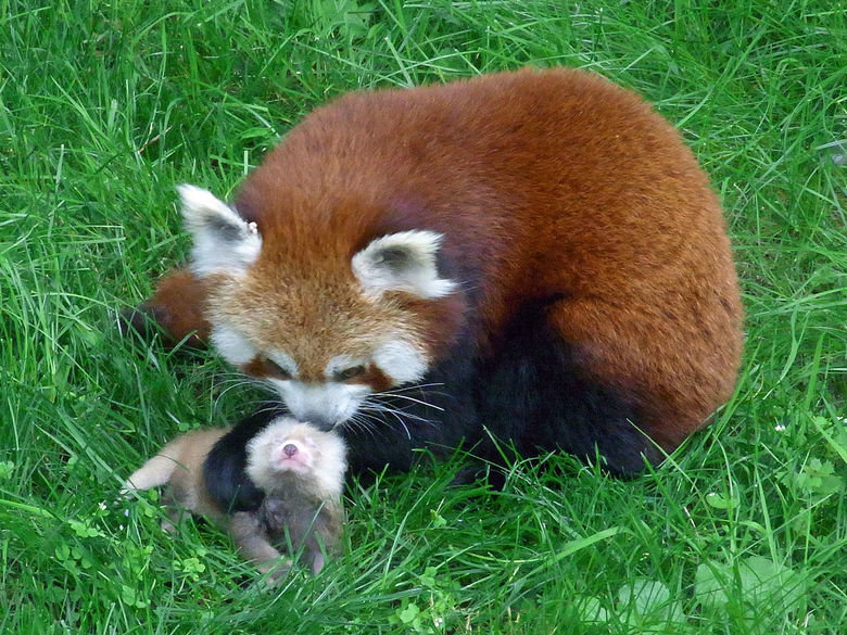 Red Panda Comp #?. [center] Hello again! The Red Pandas typically grow a bit larger than the size of a house cat, so they aren't very big animals. As you can se