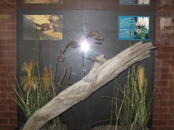 Red Panda Comp #?. [center] Hello again! The Red Pandas typically grow a bit larger than the size of a house cat, so they aren't very big animals. As you can se